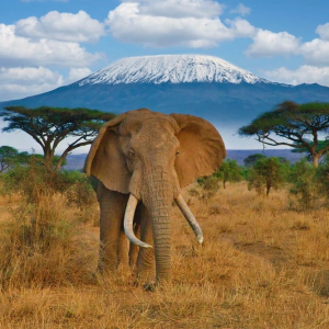 45749_Safari_Amboseli_e_Futura_Club_Twiga_Kenya_z_