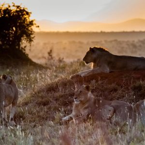 45753_Safari_Kilimanjaro_e_Futura_Club_Twiga_Kenya_z_